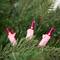 50ct Pink Mini Valentine's Day Light Set 10ft Pink Wire